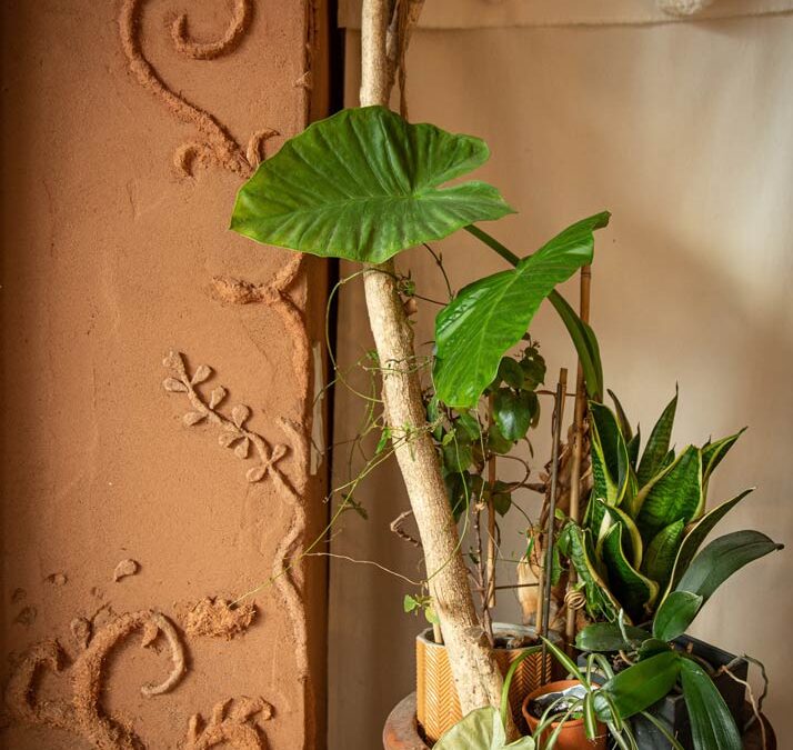 Mur en terre vivante